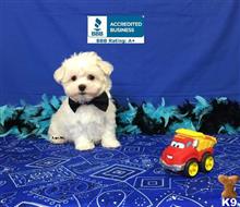 maltese puppy posted by Rhonda Wallace